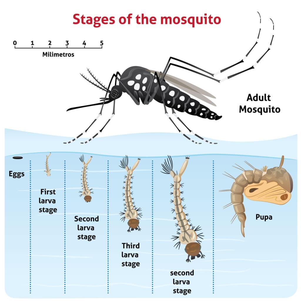 Zanzara Aedes Aegypti: nuovo studio su trasmissione di virus