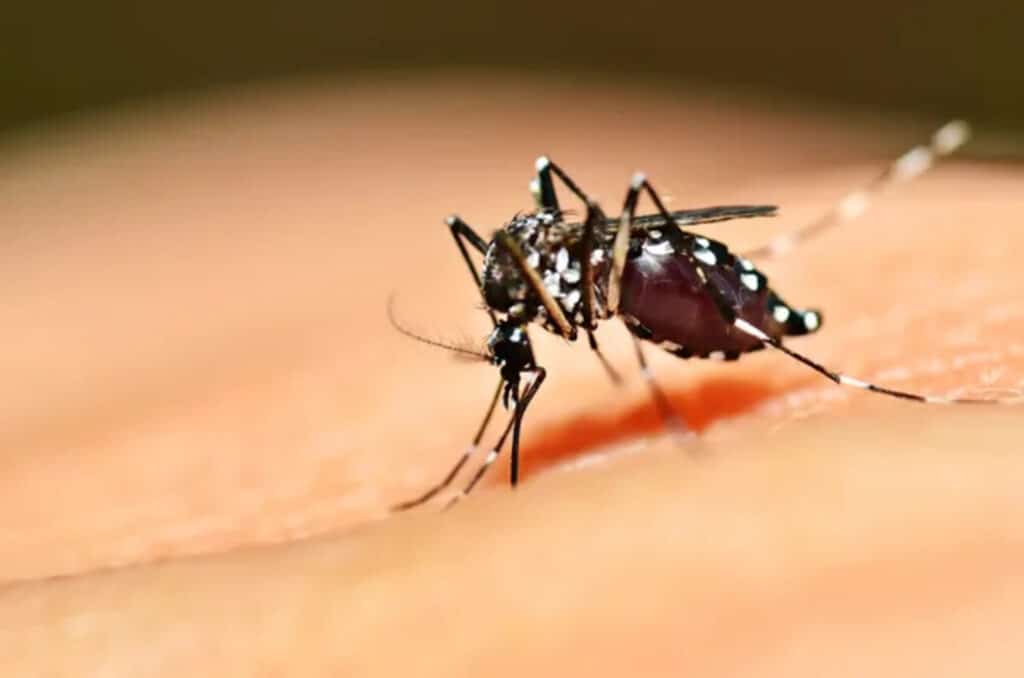 dengue