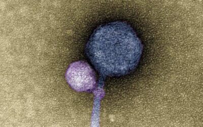 Scoperto un “virus vampiro”: si attacca al “collo” di un altro virus per proliferare