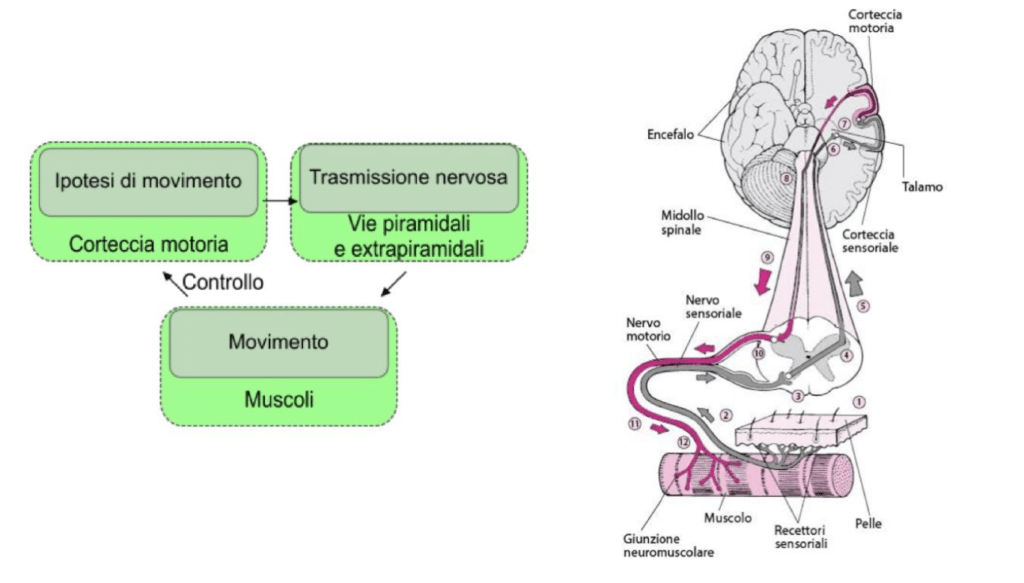 Brain Spine Interface