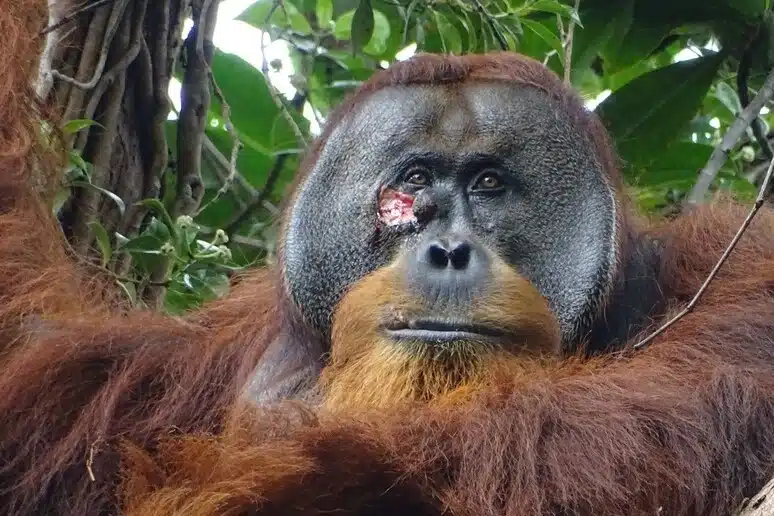 Un orango ha utilizzato delle erbe medicinali per curare una ferita: è la prima volta che viene osservato