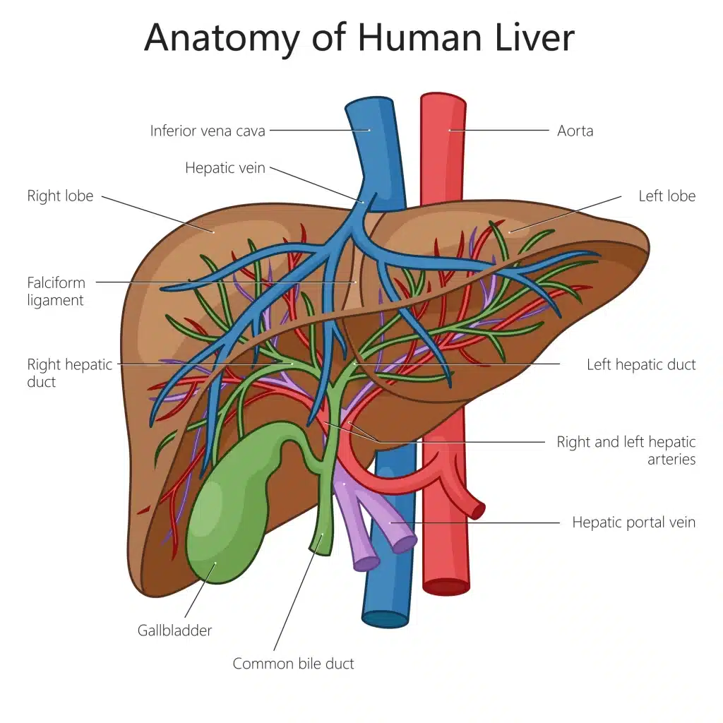 Anatomia del fegato umano