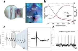 Registrazione ECG su zebra fish - Credits: Nature Communications