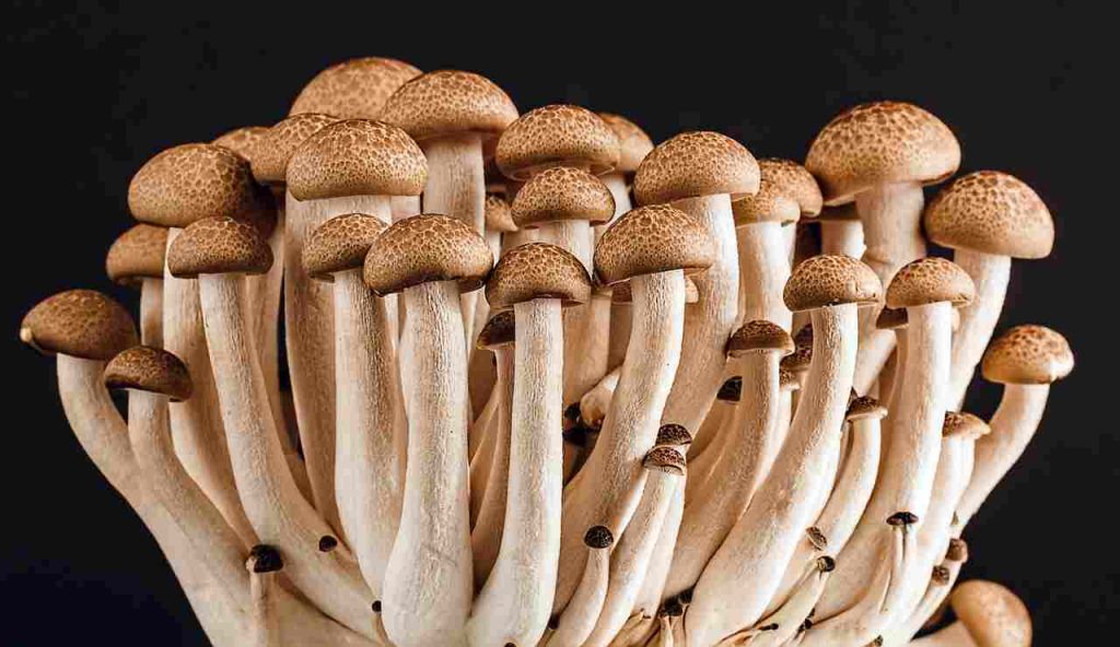 Funghi marroni e bianchi (Pixabay)