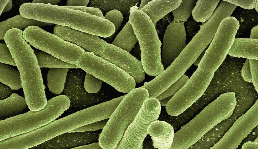 Illustrazione dell'Escherichia coli (Pixabay)