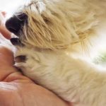 I benefici della Pet Therapy (Depositphotos foto)